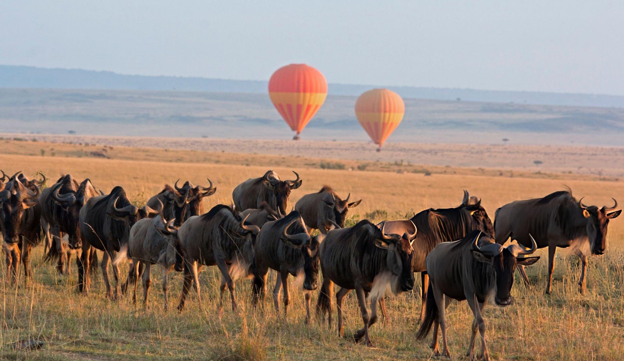 Maasai Mara lions at golden hour